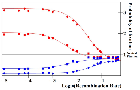 Graph comparing the fixation rates of enhancer alleles at different recombination rates