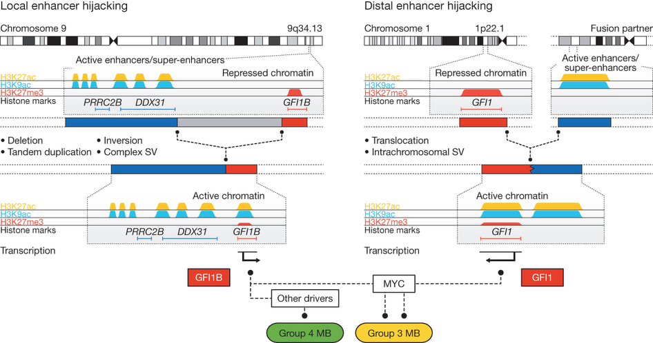 Recurrent SVs juxtapose GFI1B proximal to active enhancers on 9q34.