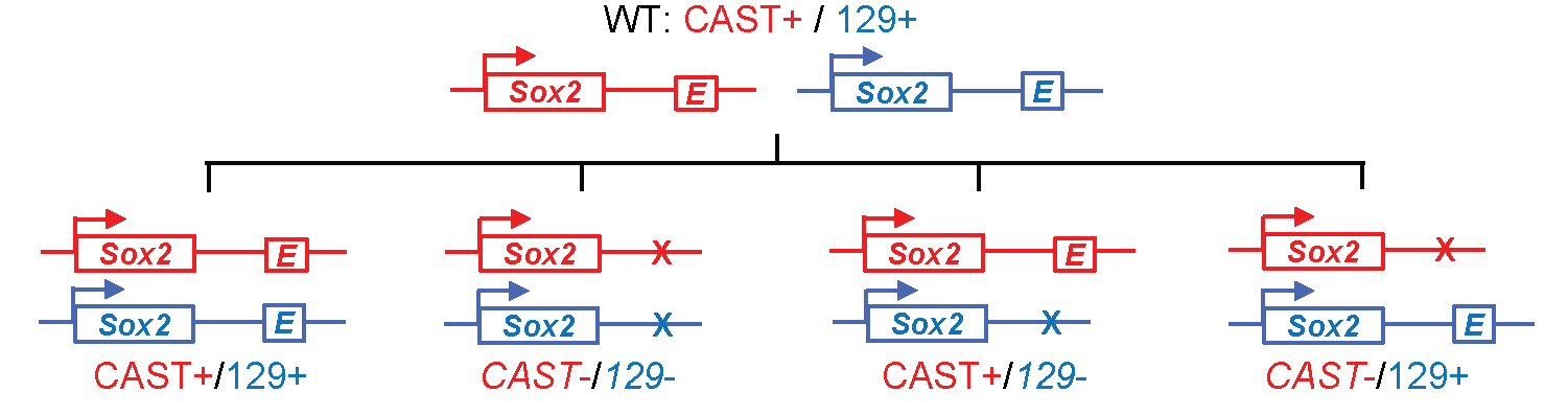 Generation of heterozygous enhancer knockouts in heterozygous mice